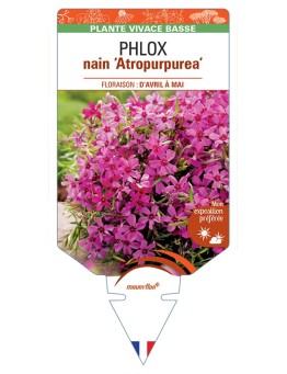PHLOX nain (subulata) Atropurpurea