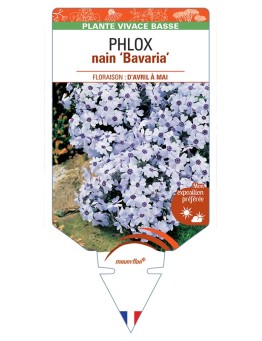 PHLOX nain (subulata) Bavaria
