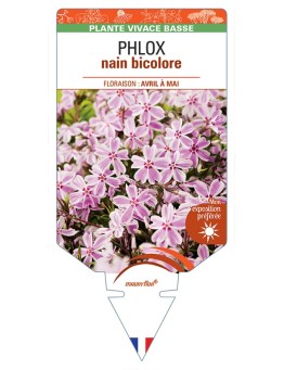 PHLOX nain (subulata) bicolore