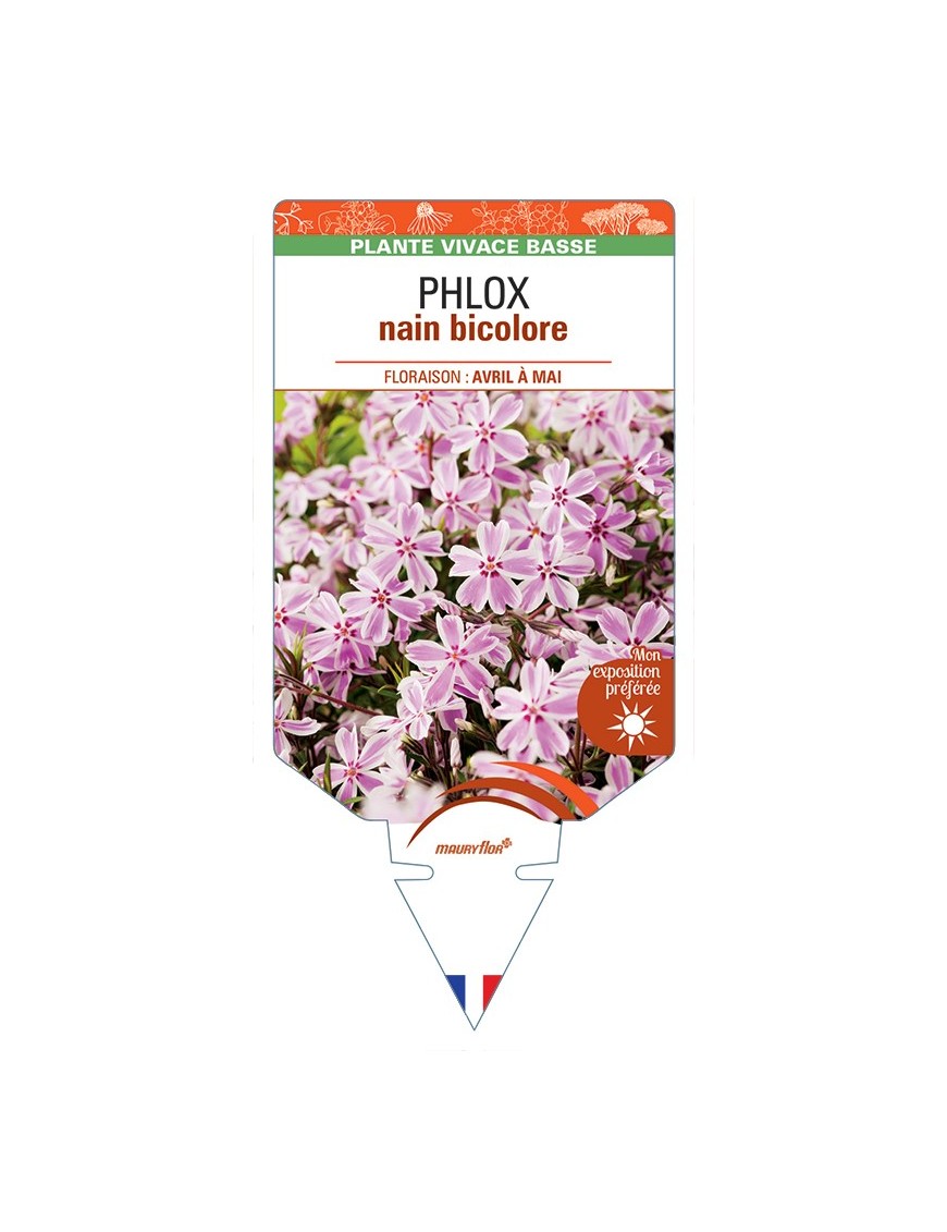 PHLOX nain (subulata) bicolore