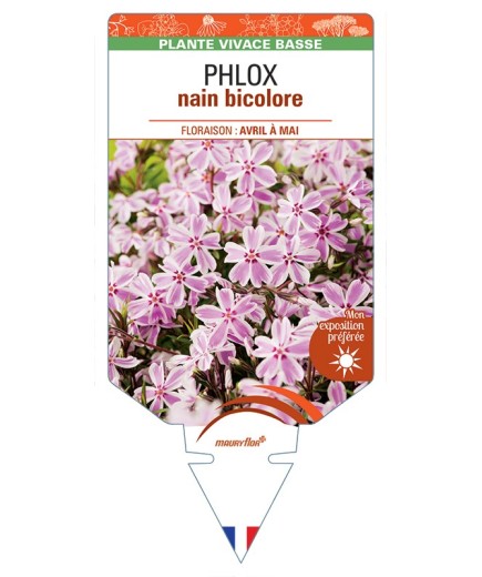 PHLOX nain (subulata) bicolore