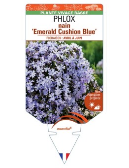 PHLOX nain (subulata) Emerald Cushion Blue