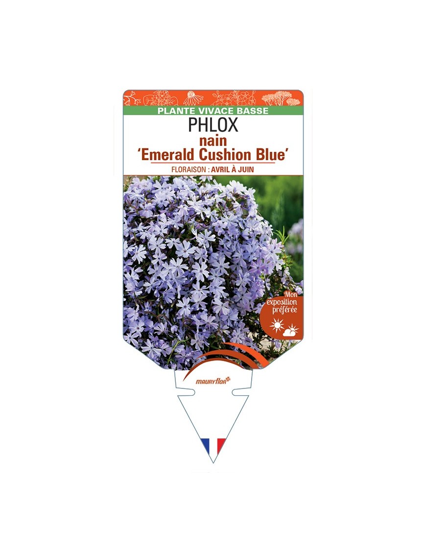 PHLOX nain (subulata) Emerald Cushion Blue
