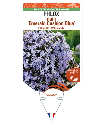 PHLOX nain (subulata) Emerald Cushion Blue