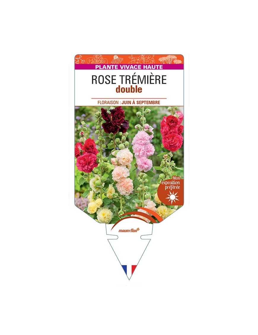 ROSE TRÉMIÈRE DOUBLE (varié) *