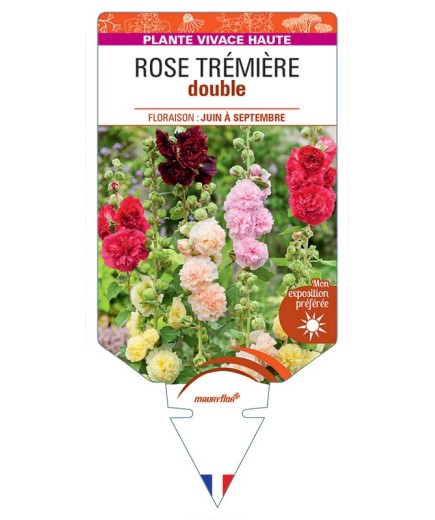 ROSE TRÉMIÈRE DOUBLE (varié) *