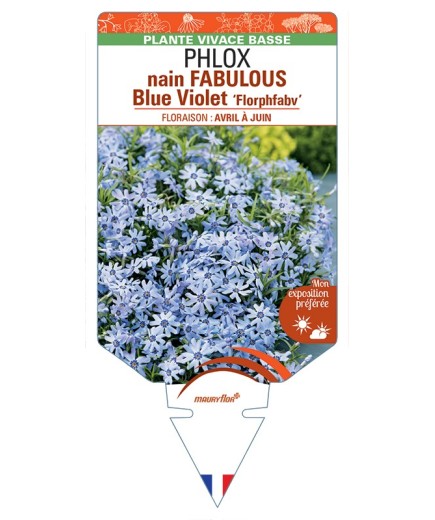 PHLOX nain (subulata) FABULOUS Blue Violet Florphfabv