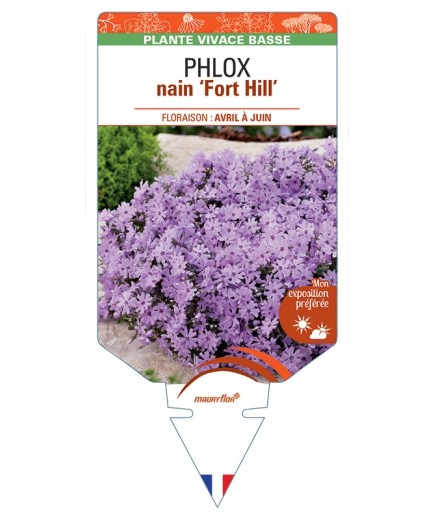 PHLOX nain (subulata) Fort Hill