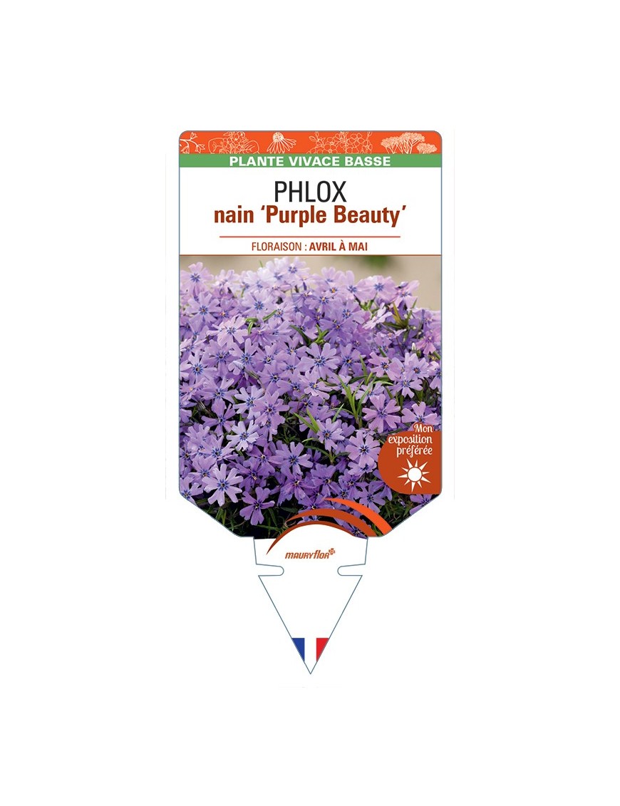 PHLOX nain (subulata) Purple Beauty