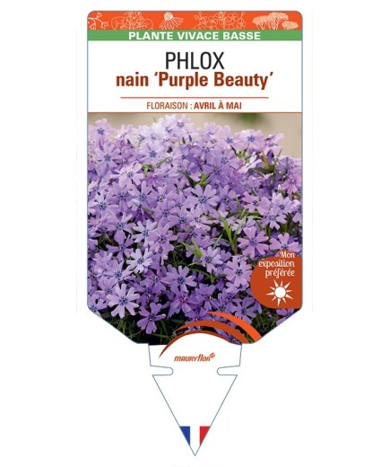 PHLOX nain (subulata) Purple Beauty
