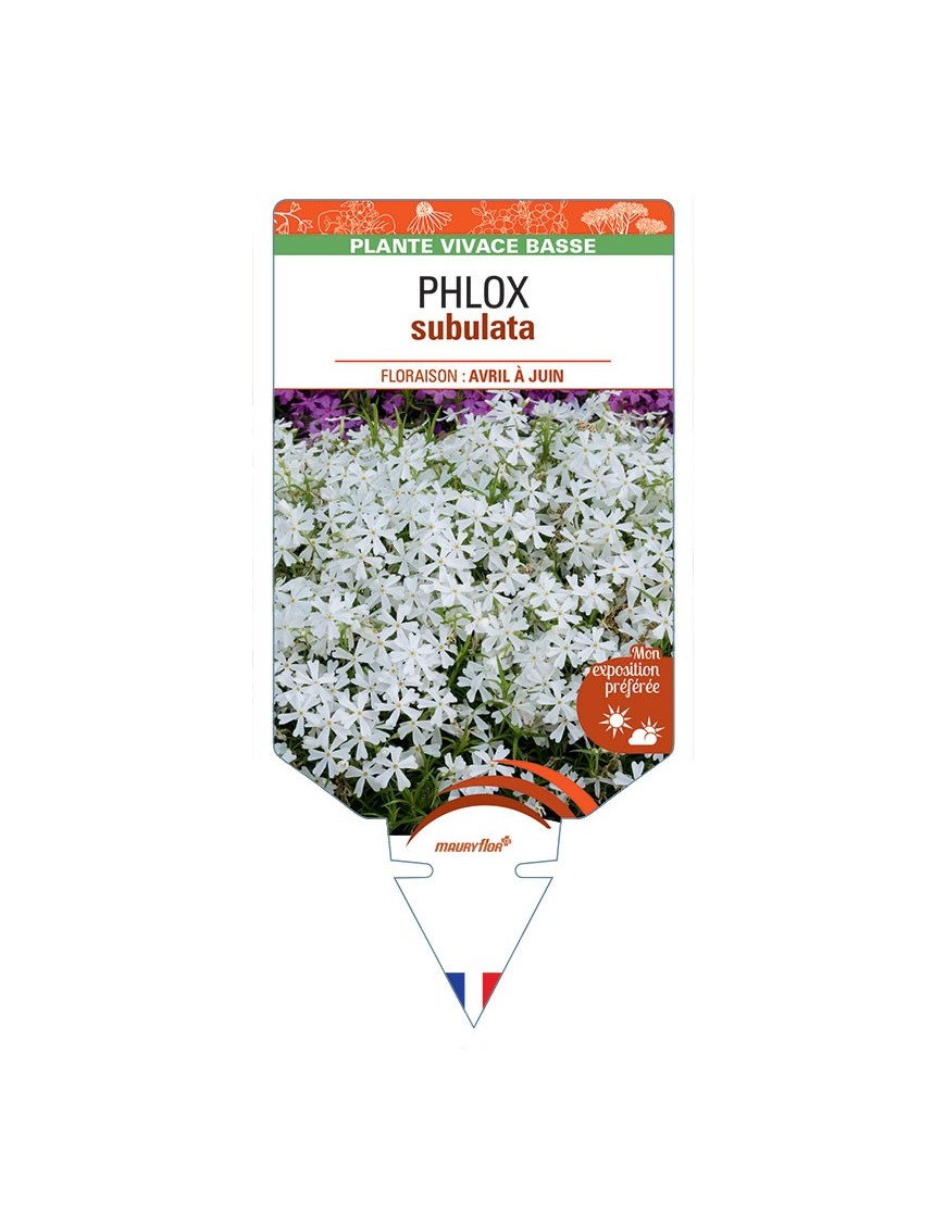 PHLOX subulata (blanc)