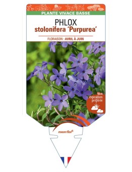 PHLOX stolonifera Purpurea