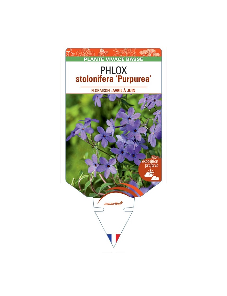 PHLOX stolonifera Purpurea