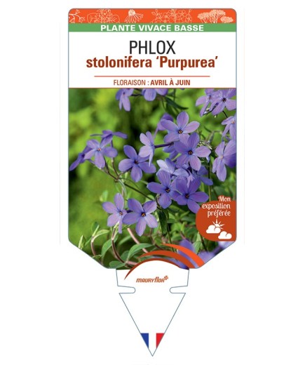 PHLOX stolonifera Purpurea