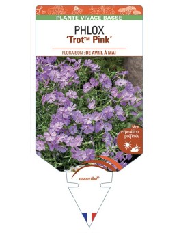 PHLOX TrotTM Pink