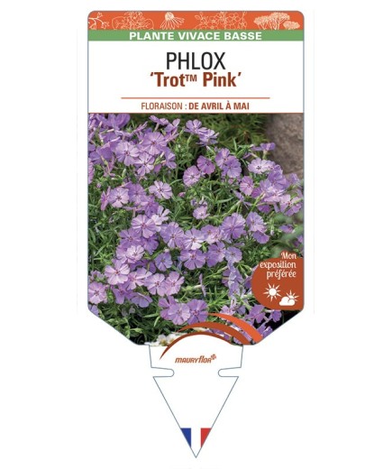 PHLOX TrotTM Pink