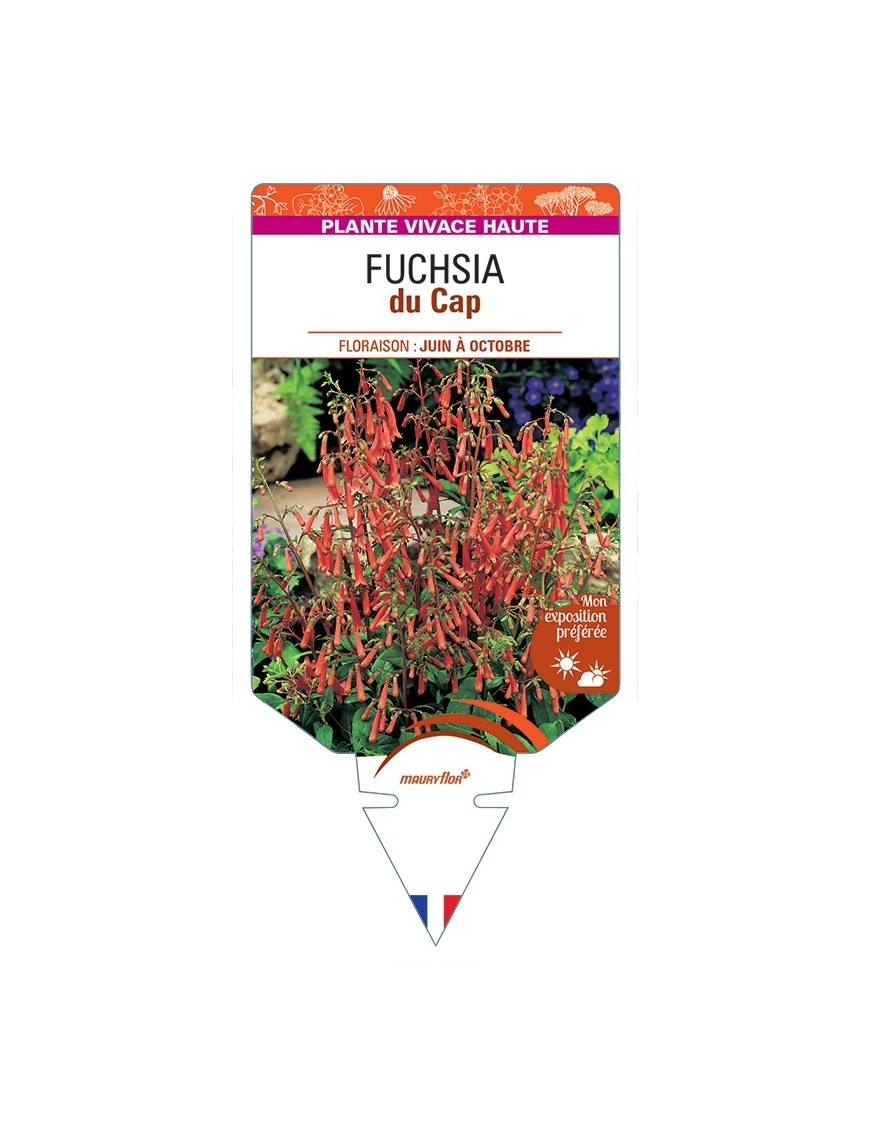 PHYGELIUS capensis voir Fuchsia du Cap (rouge orangé)