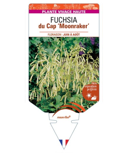 PHYGELIUS x rectus Moonraker voir Fuchsia du Cap