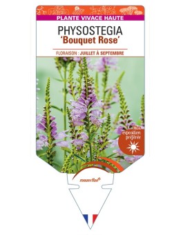 PHYSOSTEGIA (virginiana) Bouquet (rose)