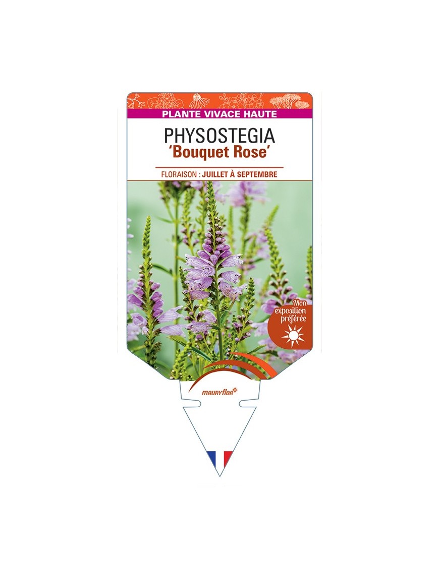 PHYSOSTEGIA (virginiana) Bouquet (rose)