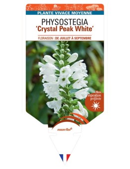 PHYSOSTEGIA Crystal Peak White