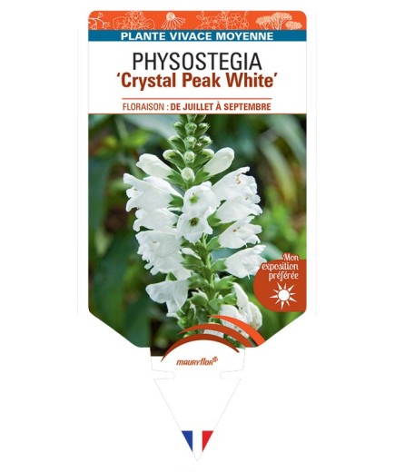 PHYSOSTEGIA Crystal Peak White
