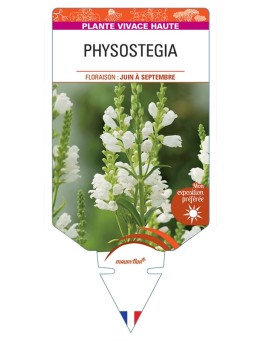 PHYSOSTEGIA VIRGINIANA (blanc)