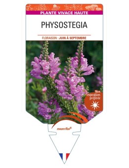PHYSOSTEGIA VIRGINIANA (rose)