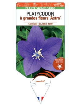 PLATYCODON à grandes fleurs Astra (bleu)