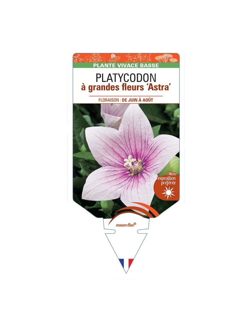 PLATYCODON à grandes fleurs Astra (rose)