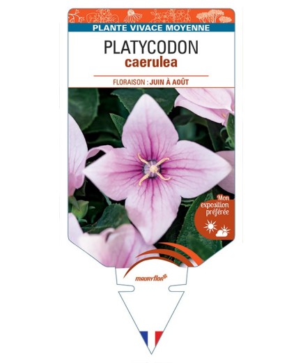 PLATYCODON caerulea (rose)