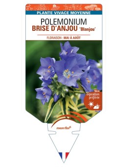 POLEMONIUM (caeruleum) BRISE DANJOU Blanjou