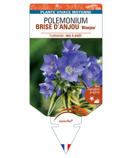 POLEMONIUM (caeruleum) BRISE DANJOU Blanjou