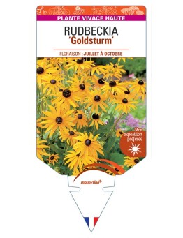 RUDBECKIA 'Goldsturm' (jaune simple) *