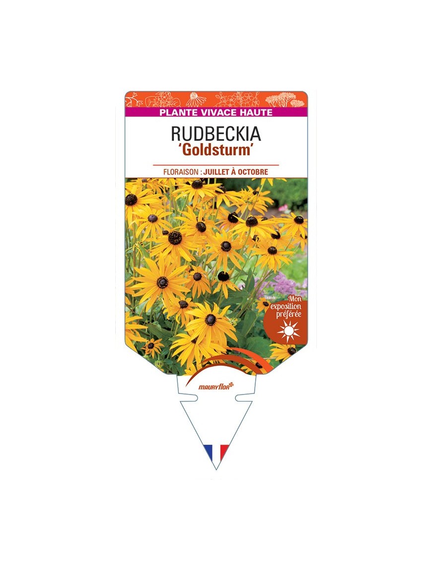 RUDBECKIA 'Goldsturm' (jaune simple) *
