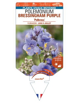 POLEMONIUM (yezoense) BRESSINGHAM PURPLE Polbress