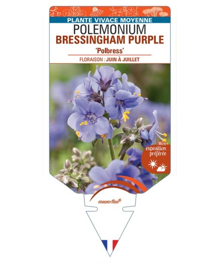 POLEMONIUM (yezoense) BRESSINGHAM PURPLE Polbress