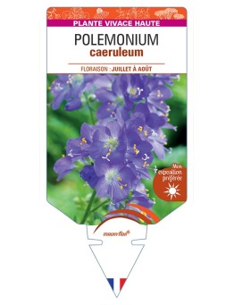 POLEMONIUM caeruleum