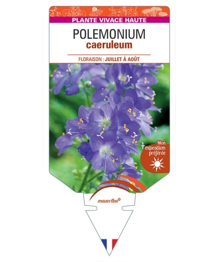 POLEMONIUM caeruleum
