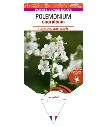 POLEMONIUM CAERULEUM (blanc)