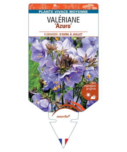 POLEMONIUM caeruleum Azuro voir Valériane