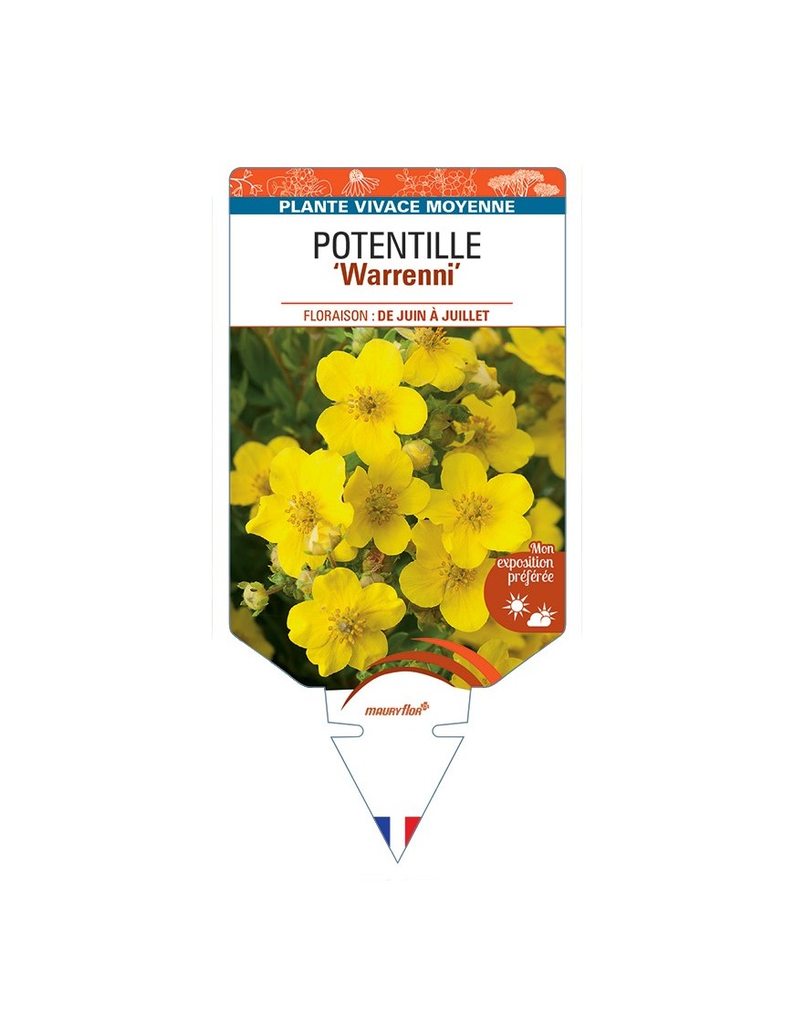 POTENTILLA (recta) Warrenni