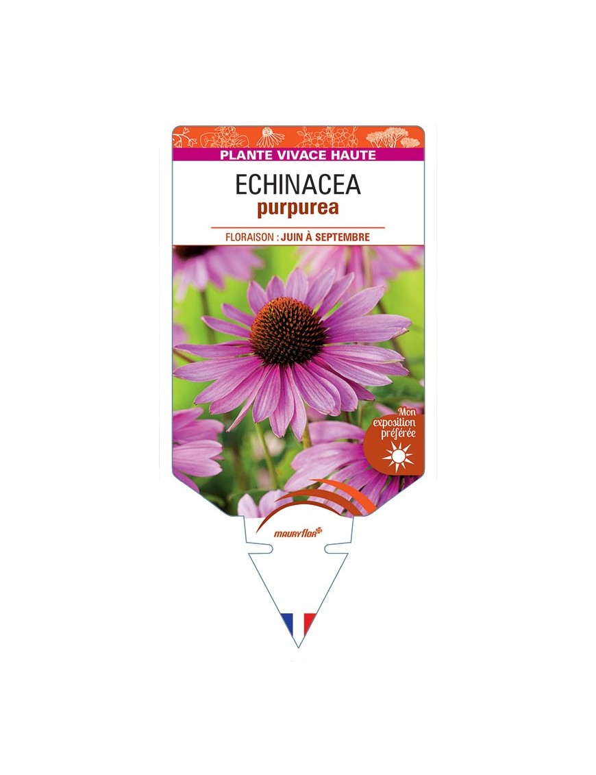 RUDBECKIA voir ECHINACEA purpurea (rouge) *