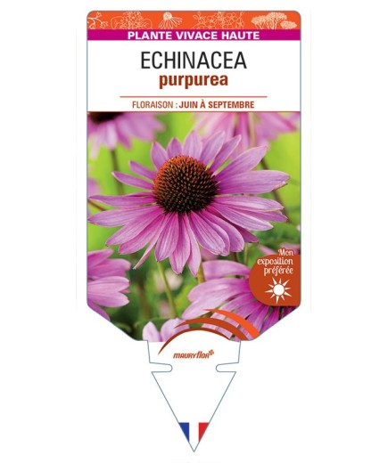 RUDBECKIA voir ECHINACEA purpurea (rouge) *