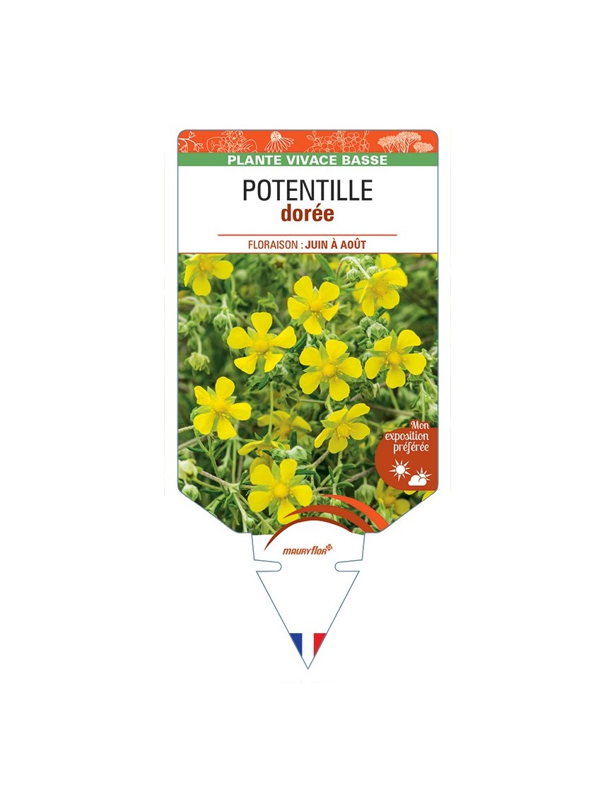 POTENTILLA aurea voir Potentille dorée