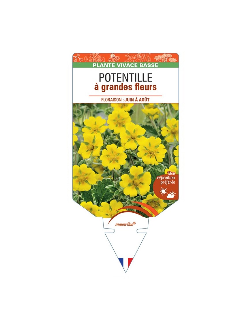 POTENTILLA megalantha voir Potentille à grandes fleurs