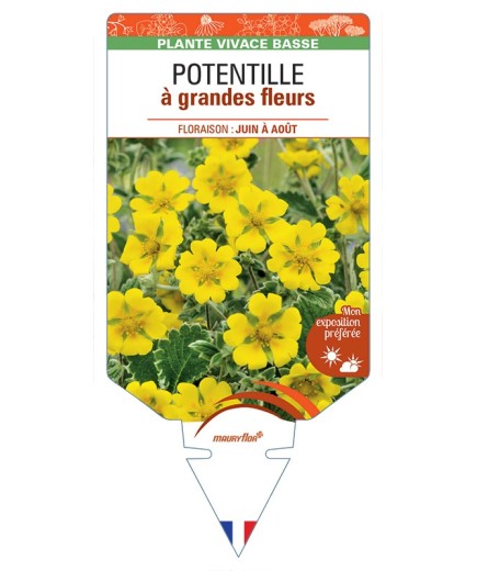 POTENTILLA megalantha voir Potentille à grandes fleurs