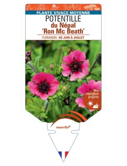 POTENTILLA nepalensis Ron Mc Beath voir Potentille du Népal