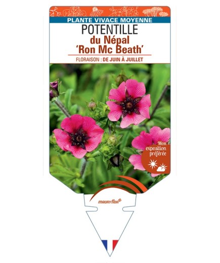 POTENTILLA nepalensis Ron Mc Beath voir Potentille du Népal