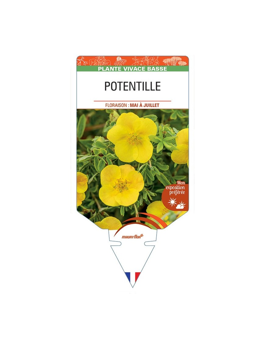 Potentille (jaune)